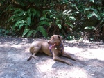 Copper enjoying the shade