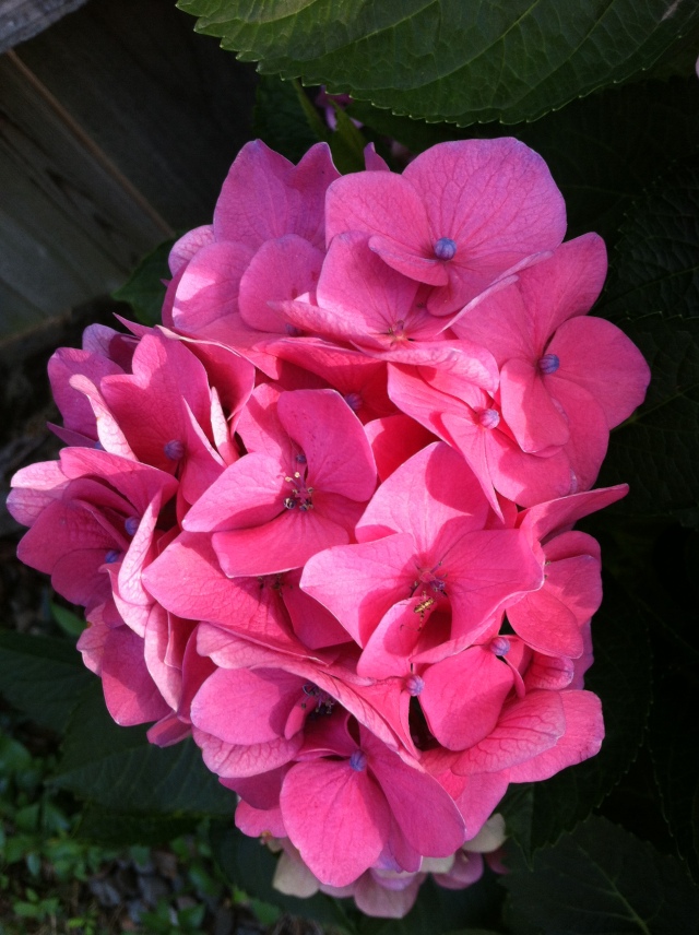 pink hydrangae