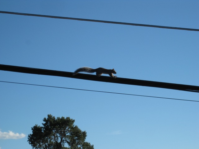 squirrel on wire