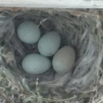 finch nest on gazebo